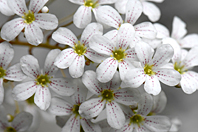 Saxifraga lantoscana Saxifraga lantoscana